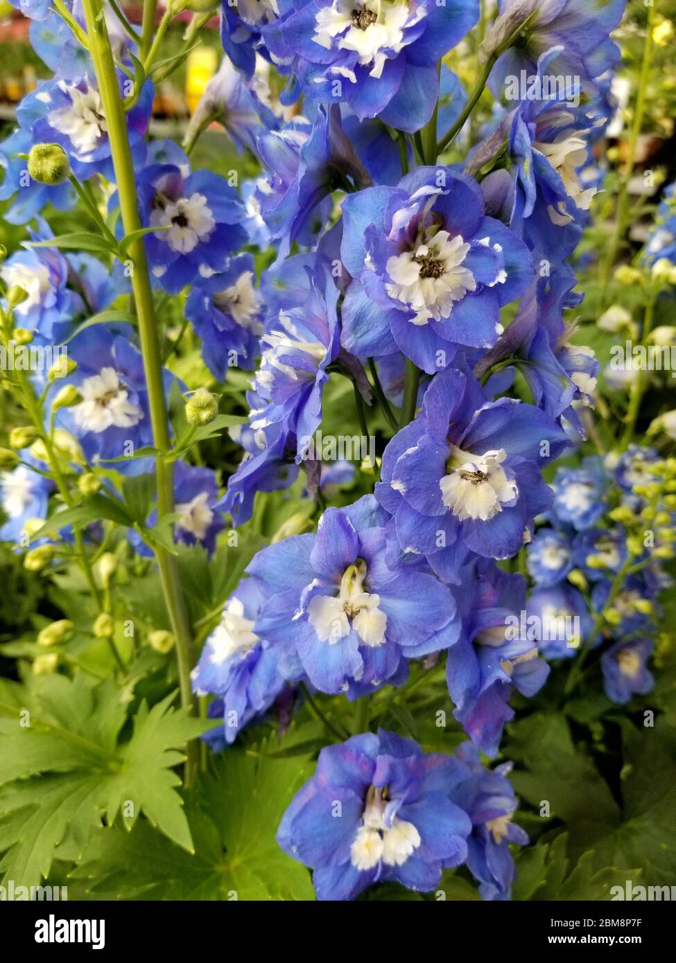 Bella Delphinium blu fiori, una pianta eretta perenne Foto Stock