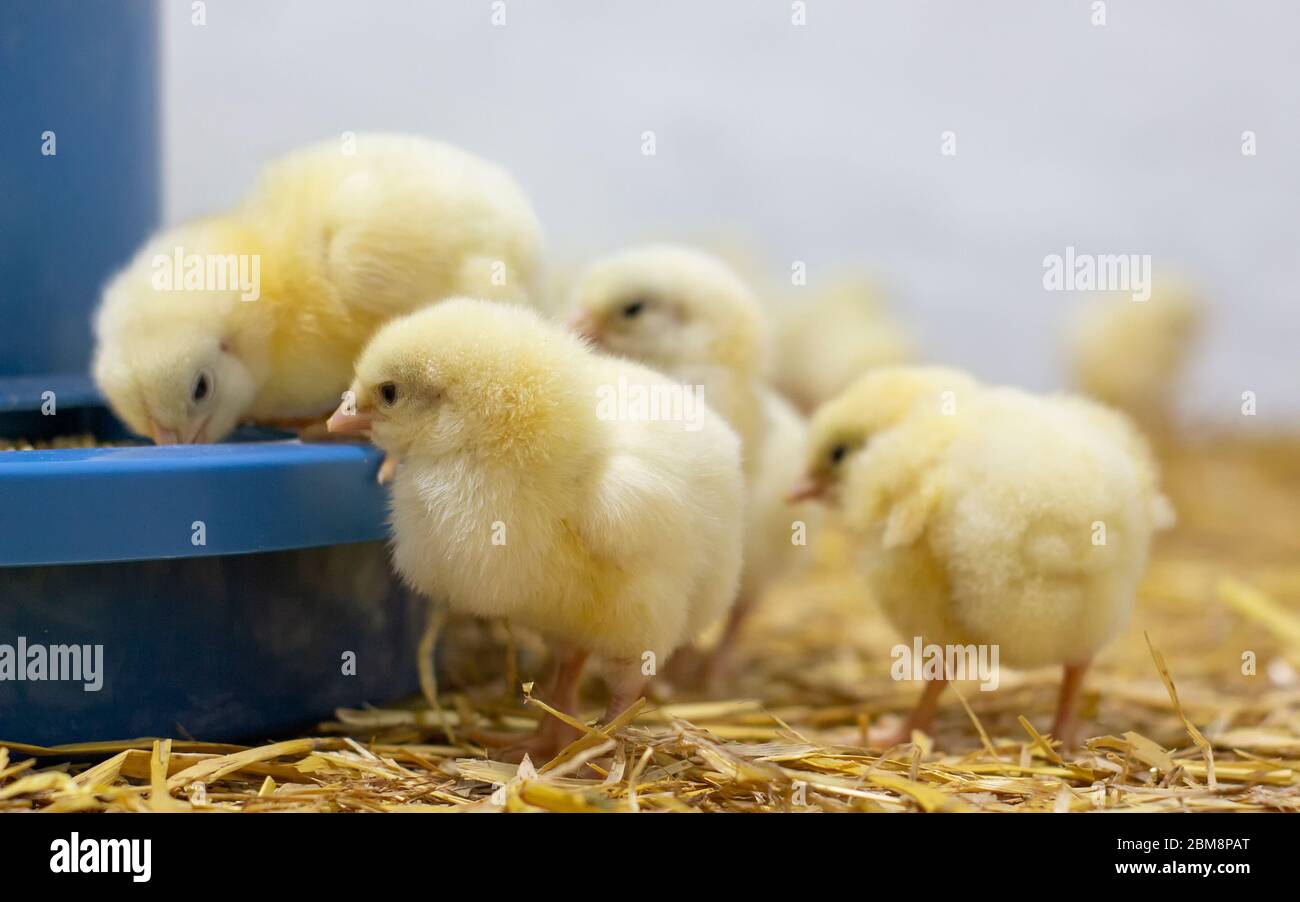 Polli di griglia che hanno recentemente schiusa e stanno stando in piedi vicino all'alimentatore. Coltivando i broilers a casa. Messa a fuoco selettiva. Foto Stock