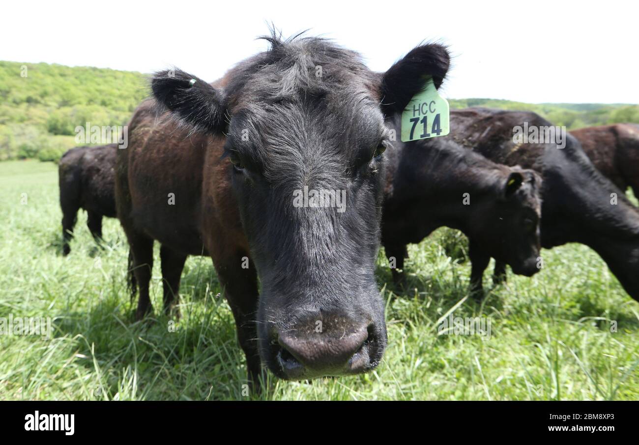 Le mucche vengono a piedi per il cibo alla fattoria di manzo Clover Meadows a Wildwood, Missouri il giovedì 7 maggio 2020. Il proprietario Matt Hardecke dice che potrebbe dover tenere alcuni dei bovini più a lungo del normale piuttosto che inviarli ad un macello, a causa di un problema nella catena, poiché diversi impianti di imballaggio della carne stanno chiudendo a causa di test positivi per COVID-19. Molti negozi di alimentari stanno limitando gli acquisti di carne a tre o quattro confezioni di carne bovina, citando l'eruzione delle chiusure presso gli impianti di trasformazione, con conseguente fornitura limitata. Le mucche vengono spedite alla macellazione quando pesano circa 1400 libbre o circa 23 mesi Foto Stock