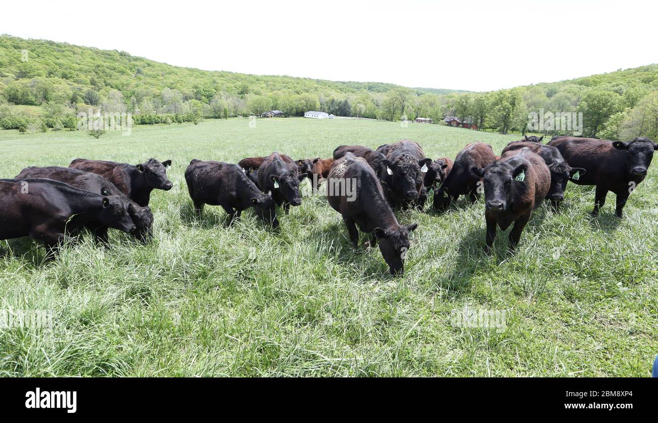 Le mucche cercano cibo nell'erba alta alla fattoria di manzo Clover Meadows a Wildwood, Missouri il giovedì 7 maggio 2020. Il proprietario Matt Hardecke dice che potrebbe dover tenere alcuni dei bovini più a lungo del normale piuttosto che inviarli ad un macello, a causa di un problema nella catena, poiché diversi impianti di imballaggio della carne stanno chiudendo a causa di test positivi per COVID-19. Molti negozi di alimentari stanno limitando gli acquisti di carne a tre o quattro confezioni di carne bovina, citando l'eruzione delle chiusure presso gli impianti di trasformazione, con conseguente fornitura limitata. Le mucche vengono mandate alla macellazione quando pesano circa 1400 libbre o circa 23 m. Foto Stock