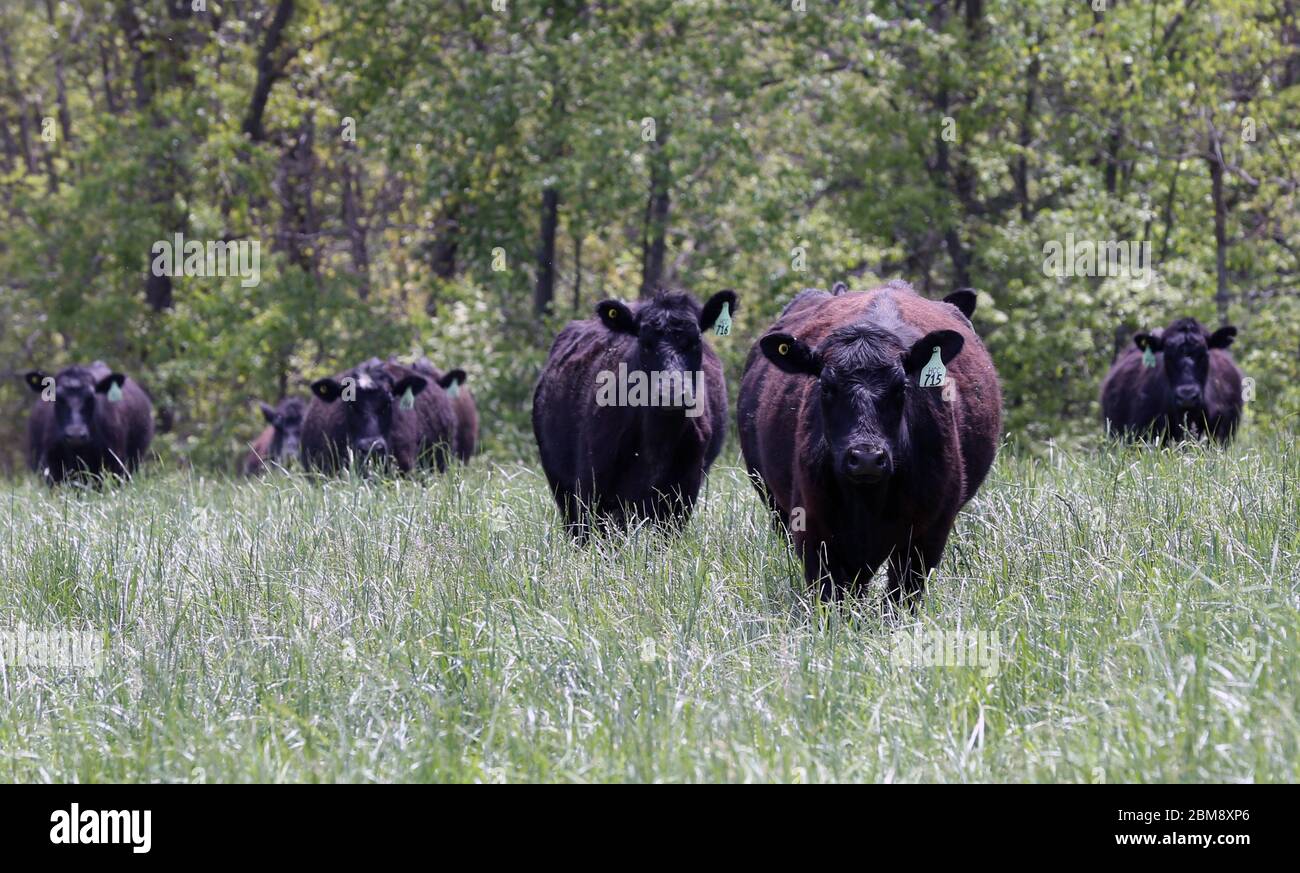 Le mucche camminano sulla prateria per mangiare alla Fattoria di manzo Clover Meadows a Wildwood, Missouri, Giovedi, 7 maggio 2020. Il proprietario Matt Hardecke dice che potrebbe dover tenere alcuni dei bovini più a lungo del normale piuttosto che inviarli ad un macello, a causa di un problema nella catena, poiché diversi impianti di imballaggio della carne stanno chiudendo a causa di test positivi per COVID-19. Molti negozi di alimentari stanno limitando gli acquisti di carne a tre o quattro confezioni di carne bovina, citando l'eruzione delle chiusure presso gli impianti di trasformazione, con conseguente fornitura limitata. Le mucche vengono spedite alla macellazione quando pesano circa 1400 libbre o circa 23 mesi Foto Stock