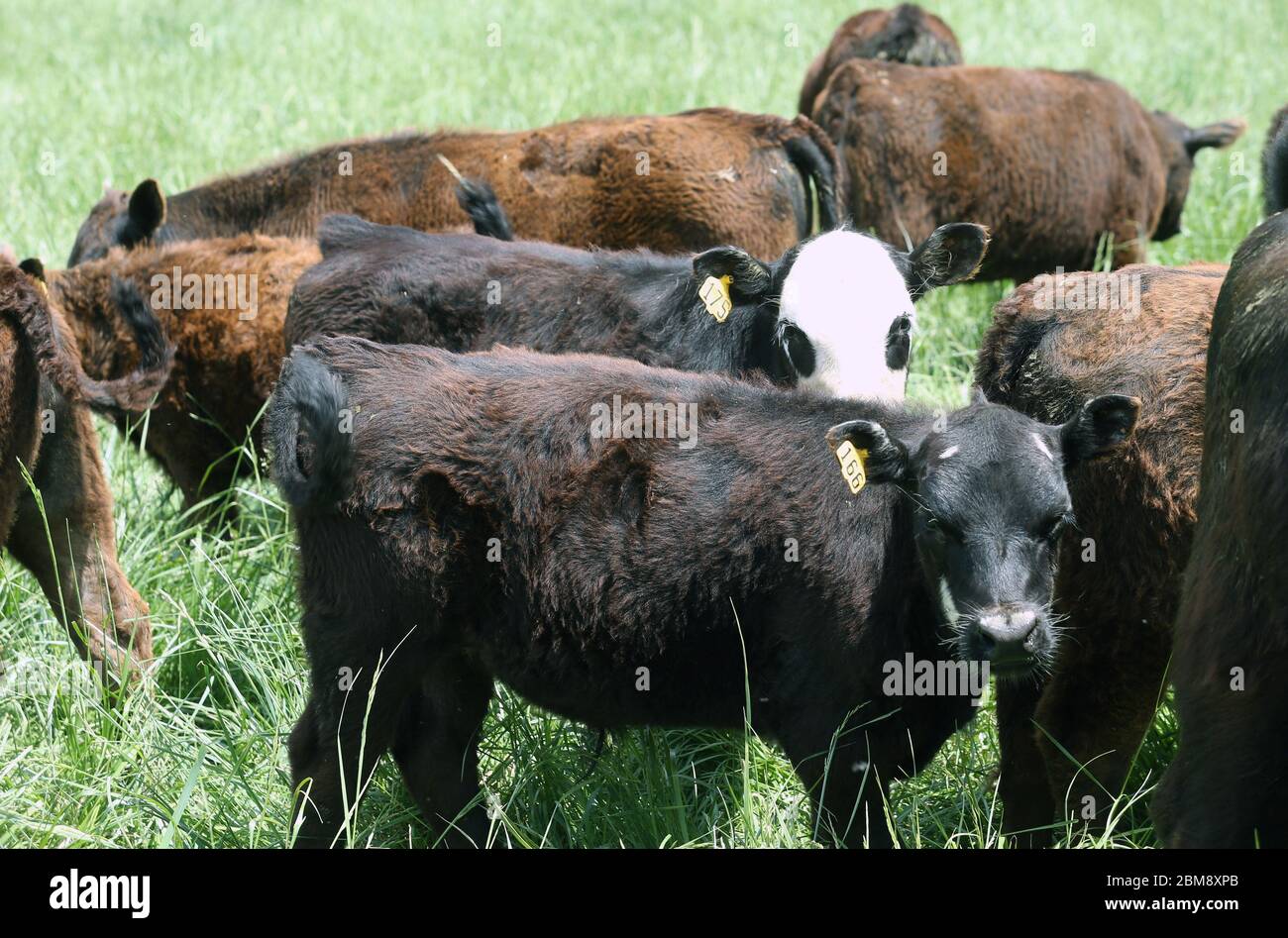 Le mucche aspettano di avvicinarsi per mangiare alla fattoria di carne Clover Meadows a Wildwood, Missouri, giovedì 7 maggio 2020. Il proprietario Matt Hardecke dice che potrebbe dover tenere alcuni dei bovini più a lungo del normale piuttosto che inviarli ad un macello, a causa di un problema nella catena, poiché diversi impianti di imballaggio della carne stanno chiudendo a causa di test positivi per COVID-19. Molti negozi di alimentari stanno limitando gli acquisti di carne a tre o quattro confezioni di carne bovina, citando l'eruzione delle chiusure presso gli impianti di trasformazione, con conseguente fornitura limitata. Le mucche vengono spedite alla macellazione quando pesano circa 1400 libbre o circa 23 mesi Foto Stock