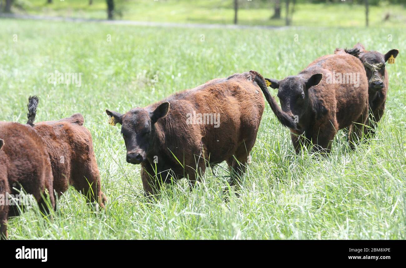 Le mucche camminano in linea come sono chiamati per il cibo alla fattoria di manzo Clover Meadows a Wildwood, Missouri il giovedì 7 maggio 2020. Il proprietario Matt Hardecke dice che potrebbe dover tenere alcuni dei bovini più a lungo del normale piuttosto che inviarli ad un macello, a causa di un problema nella catena, poiché diversi impianti di imballaggio della carne stanno chiudendo a causa di test positivi per COVID-19. Molti negozi di alimentari stanno limitando gli acquisti di carne a tre o quattro confezioni di carne bovina, citando l'eruzione delle chiusure presso gli impianti di trasformazione, con conseguente fornitura limitata. Le mucche sono inviate alla macellazione quando pesano circa 1400 libbre o abo Foto Stock
