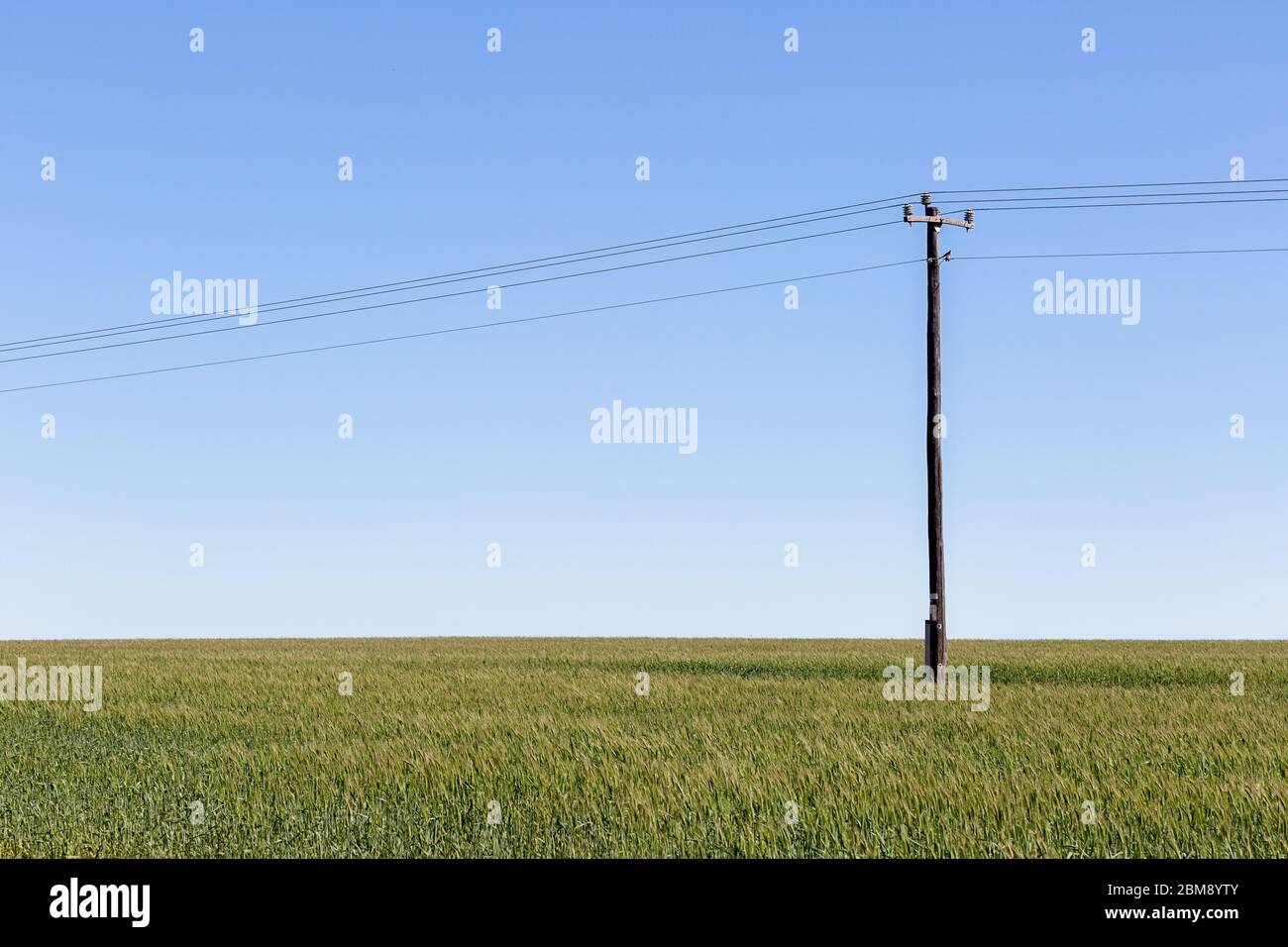 Un palo telegrafico in un campo di grano verde rigoglioso con sfondo blu cielo. Spazio di copia per il testo Foto Stock