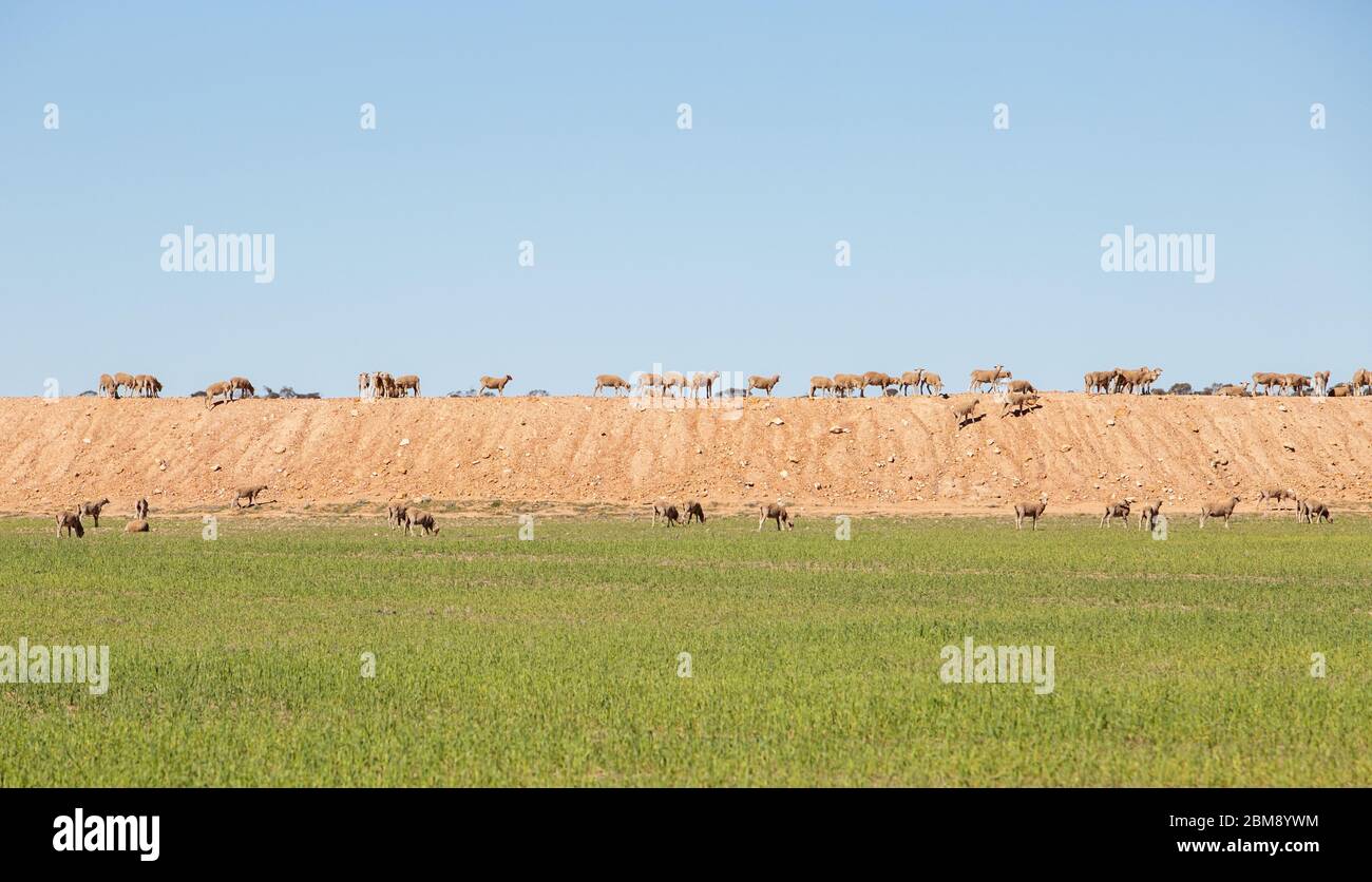 Pecora in cima ad una diga agricola a Merredin, Australia Occidentale. Per lo spazio di copia è possibile utilizzare il cielo blu in alto e l'erba verde in basso. Foto Stock