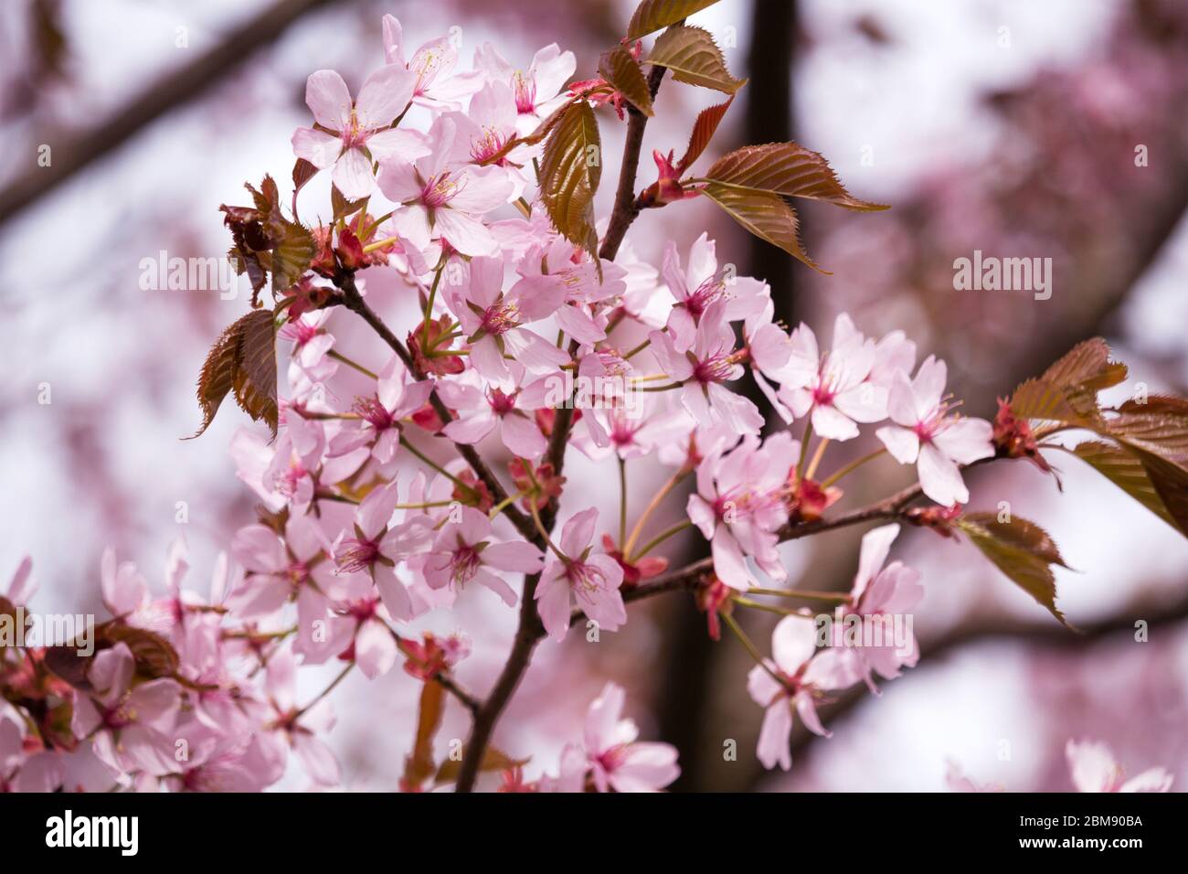 Bella e fresca primavera backgrund con Blurry rosa chiaro ciliegia fiori albero rami Foto Stock