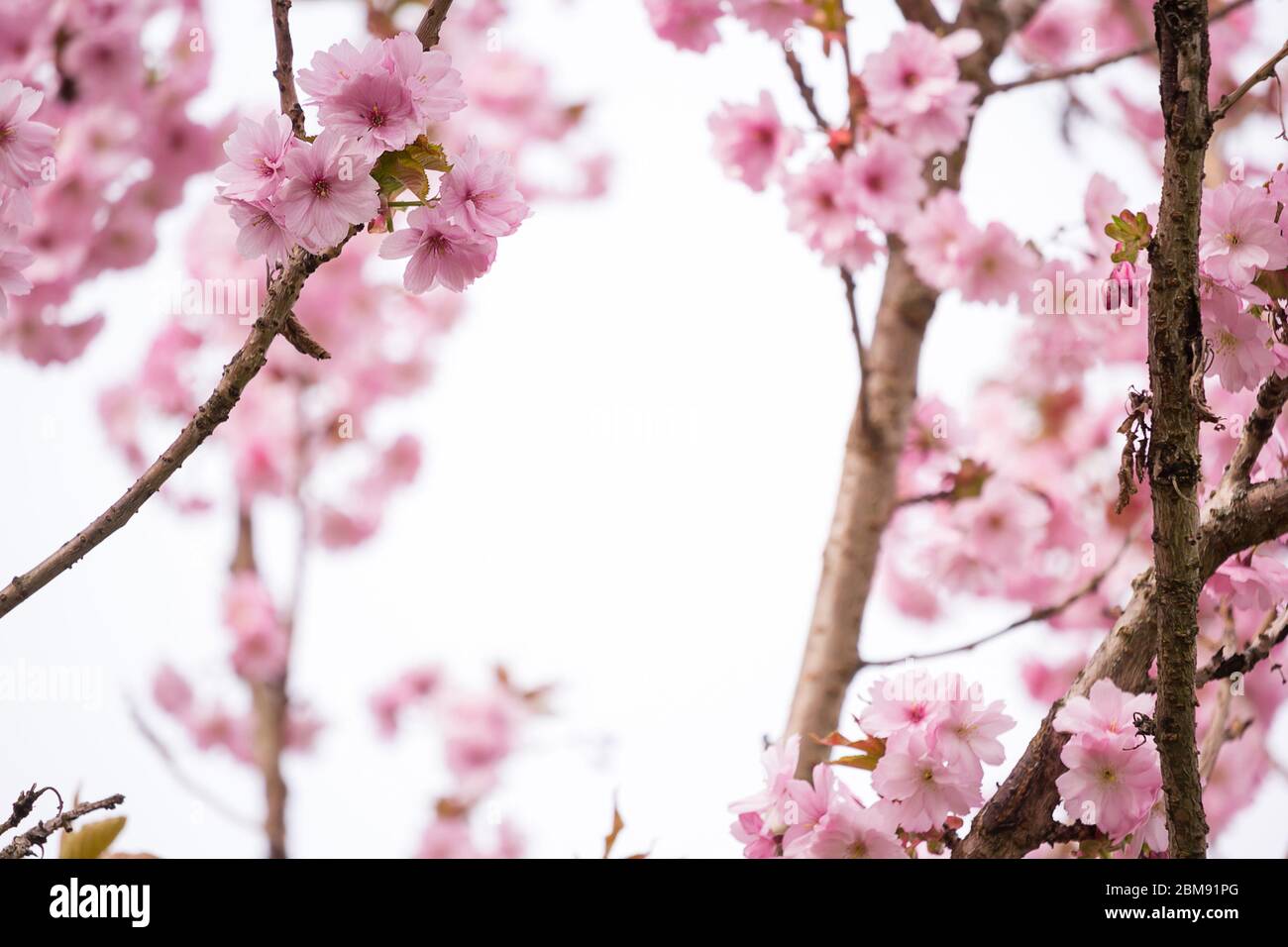 Bella fioritura di ciliegio giapponese fresco sfondo primavera Foto Stock