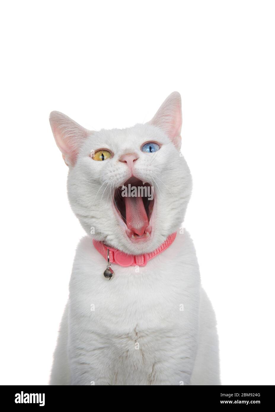 Primo piano ritratto di un gatto bianco con eterocromatia, occhi strani, con colletto rosa con campana. Imbardata con occhi aperti, isolata su bianco. Foto Stock