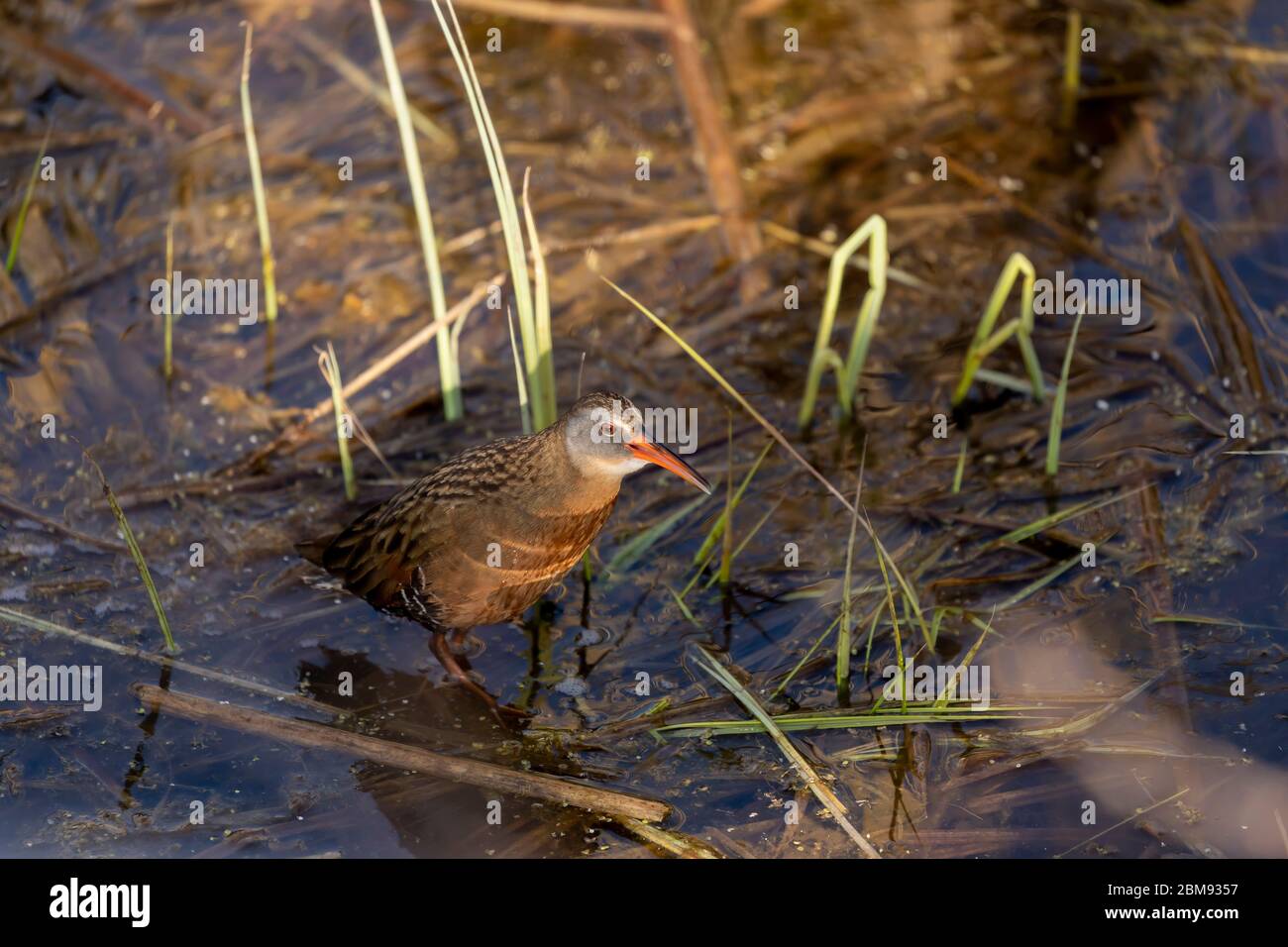 Il rai della Virginia (Rallus limicola) piccolo uccello d'acqua nella palude. Scena naturale dall'area protetta del Wisconsin. Foto Stock