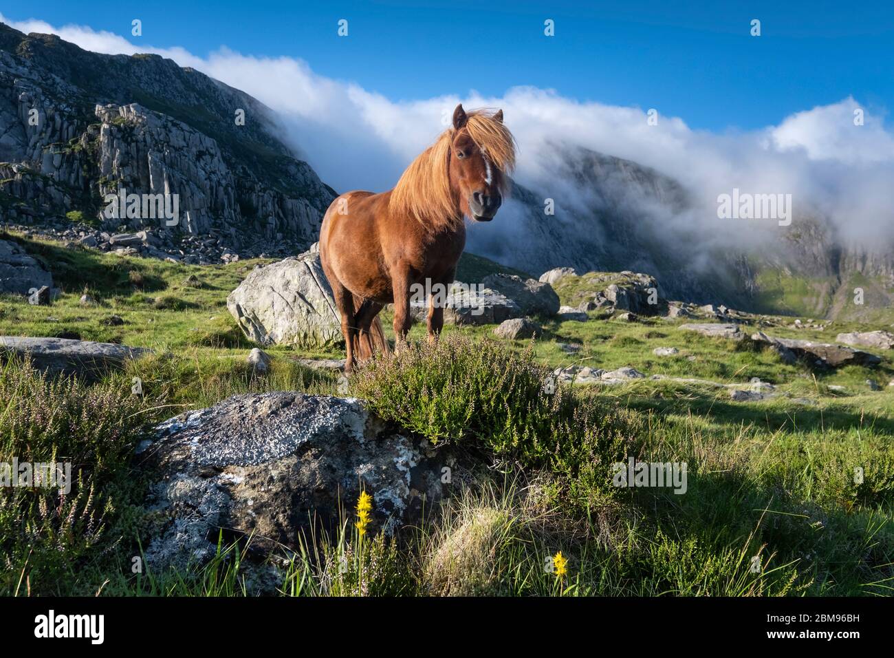 Pony gallese selvatico in CWM Idwal sostenuto dalle montagne Glyderau, Snowdonia National Park, Galles del Nord, Regno Unito Foto Stock