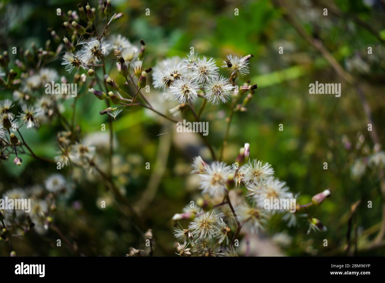 Cyanthillium cinereum è una specie di piante perenni della famiglia dei girasoli. Foto Stock