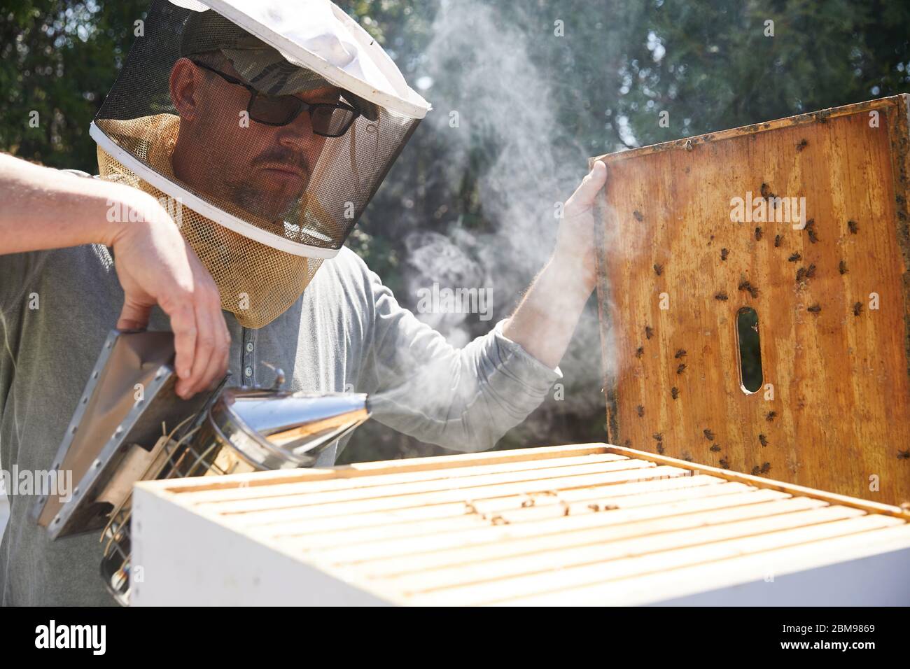 Un apicoltore urbano esamina il suo alveare per vedere se hanno portato alla loro nuova regina Foto Stock