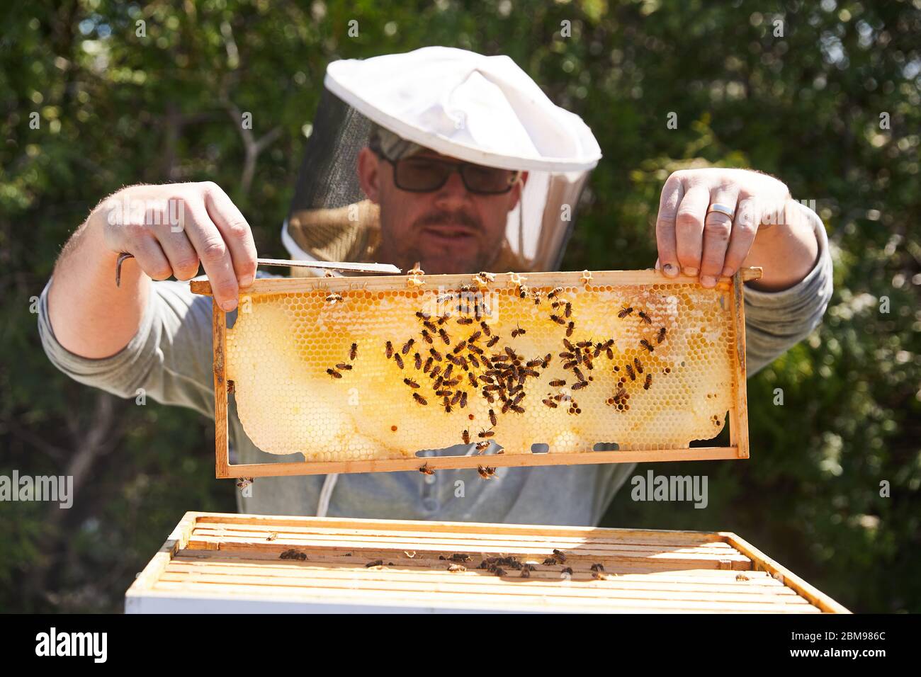 Un apicoltore urbano esamina il suo alveare per vedere se hanno portato alla loro nuova regina Foto Stock