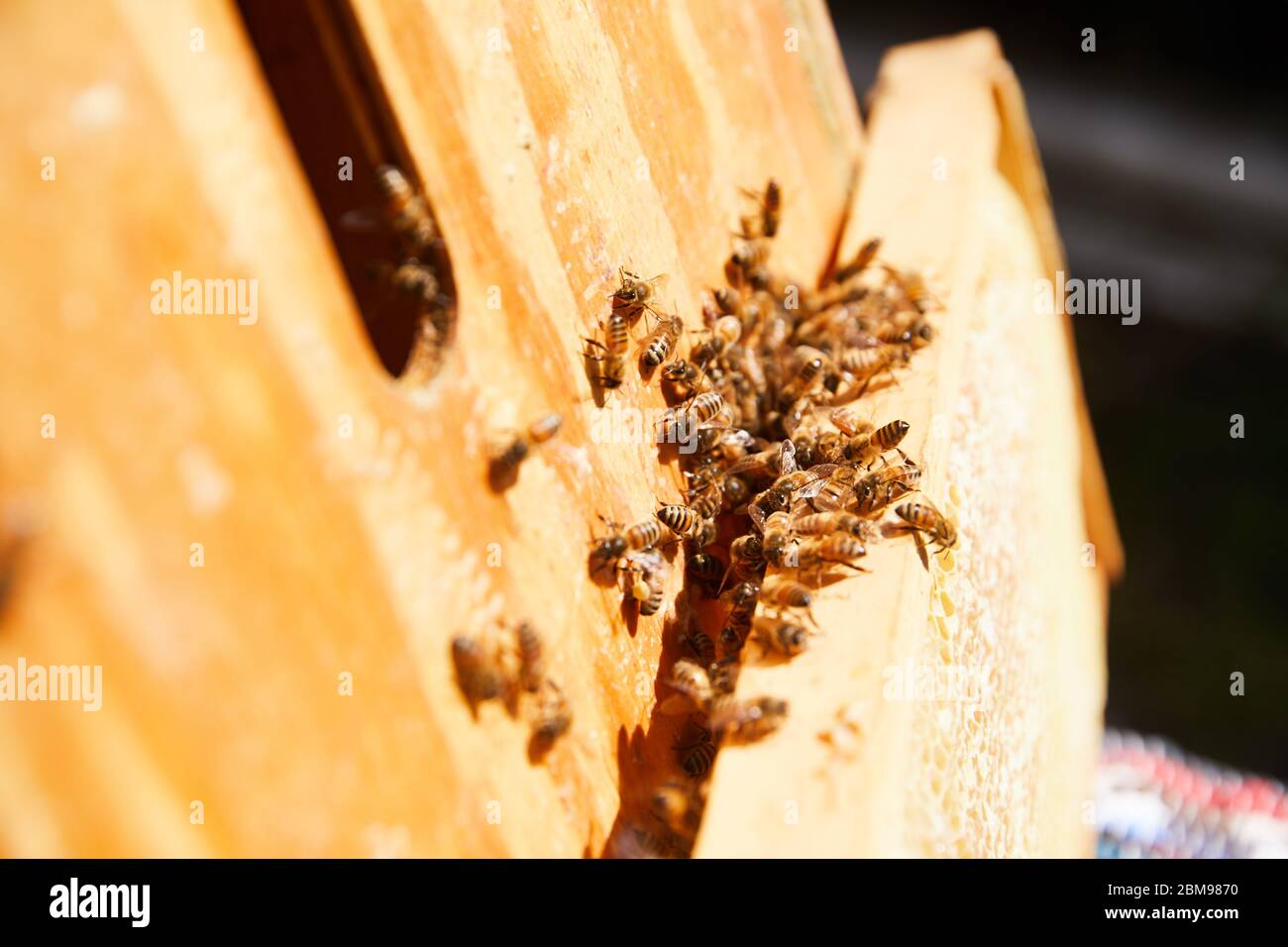Un gruppo di api allevate per il miele fanno la loro strada all'interno della loro alveare Foto Stock