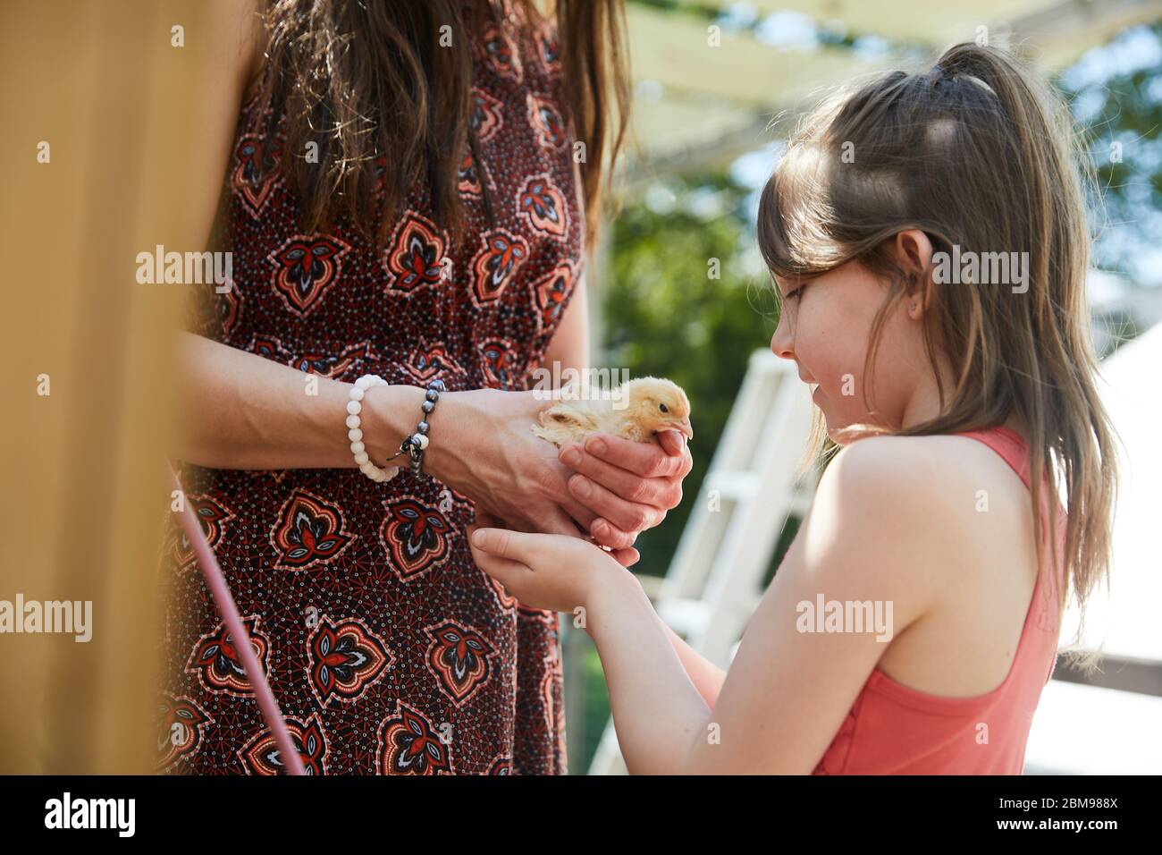 Una famiglia si diverte a esaminare i nuovi pulcini che hanno ottenuto per il loro colpo di pollo cortile Foto Stock