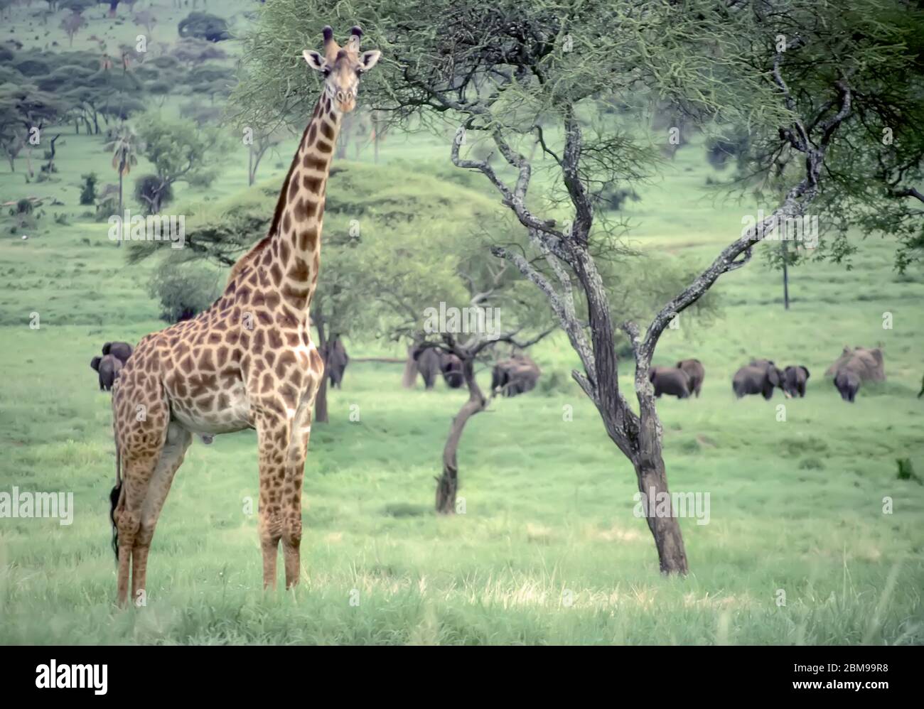 Giraffa con elefanti sullo sfondo dell'Africa orientale Foto Stock