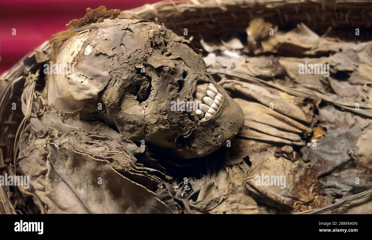Mummy andino, Museo di Storia Naturale, la Plata, Provincia di Buenos Aires, Argentina Foto Stock