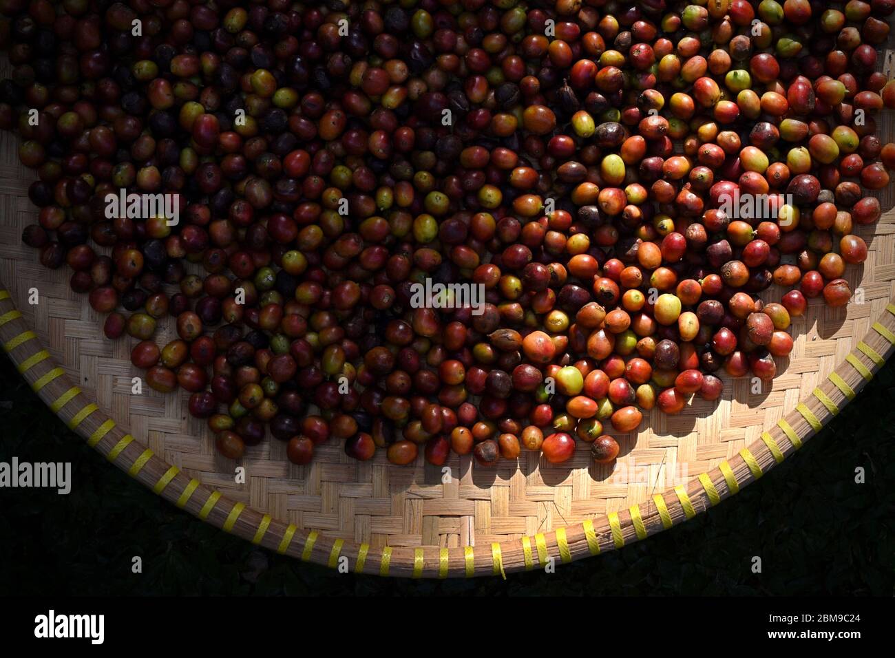 Ciliegie di caffè appena raccolte e raccolte a mano di piante di caffè arabica in Indonesia. Foto Stock