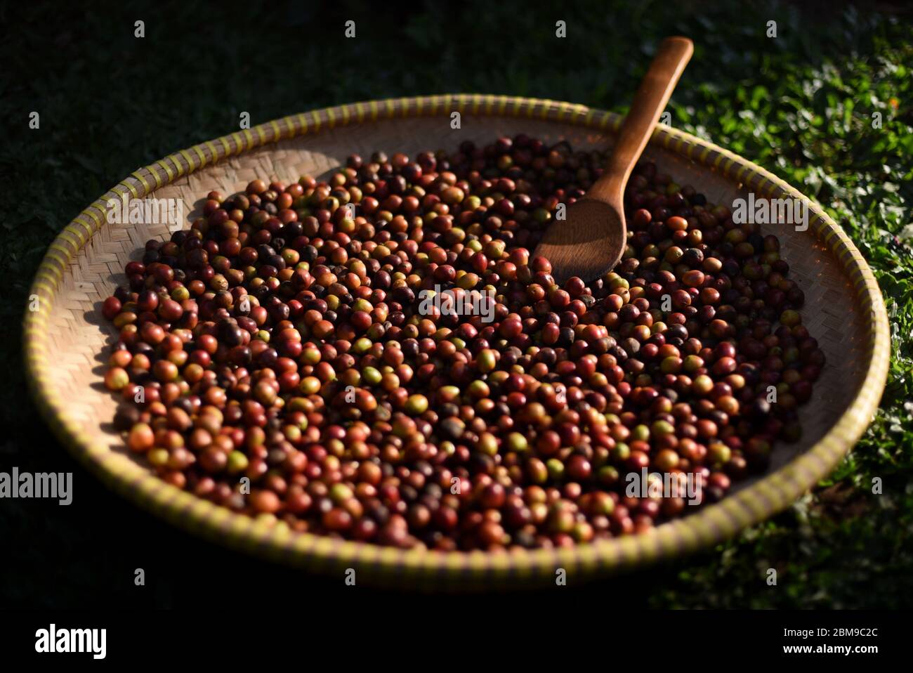 Ciliegie di caffè arabica fresche e raccolte. Foto Stock