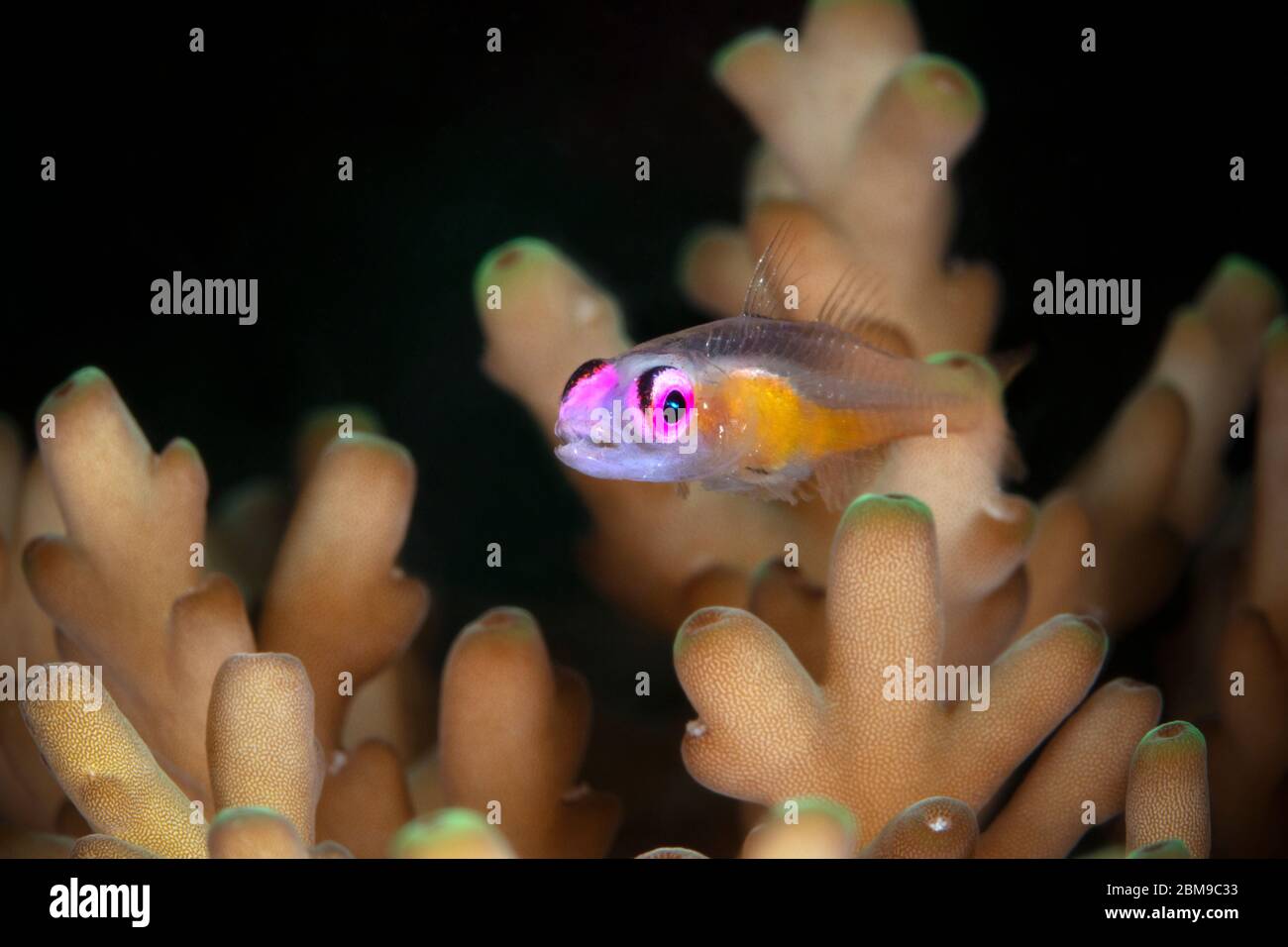 Gomby con occhi rosa (Bryaninops natans). Macro fotografia subacquea da Romblon, Filippine Foto Stock