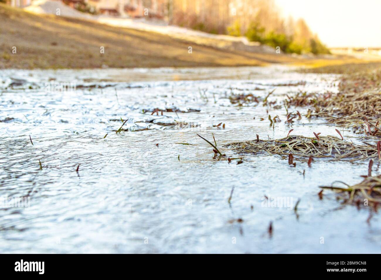 l'erba secca dello scorso anno congelata in un torrente di copertura del ghiaccio, messa a fuoco selettiva in primo piano Foto Stock