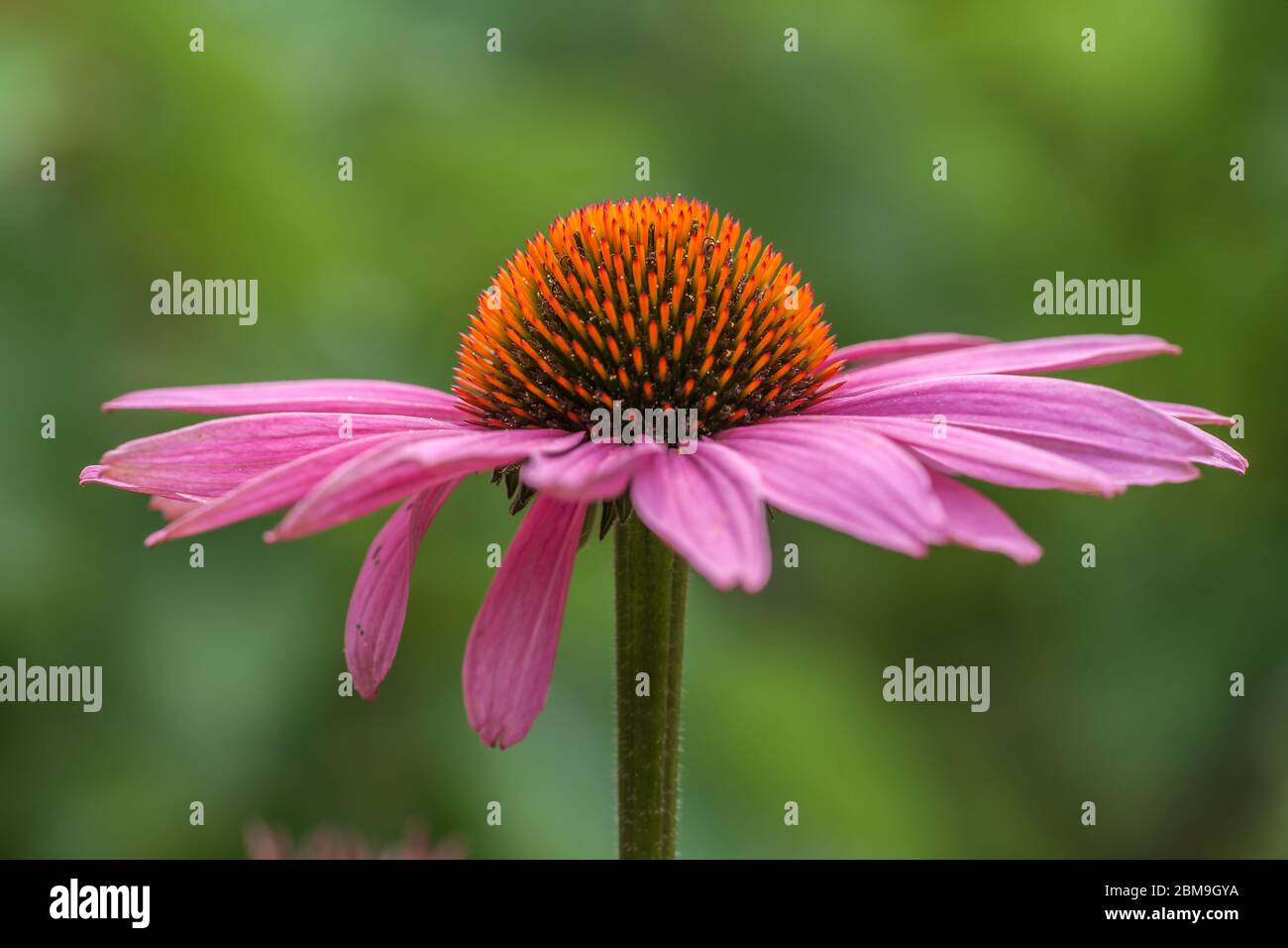 Fiore di un coneflower (echinacea) in rosa Foto Stock