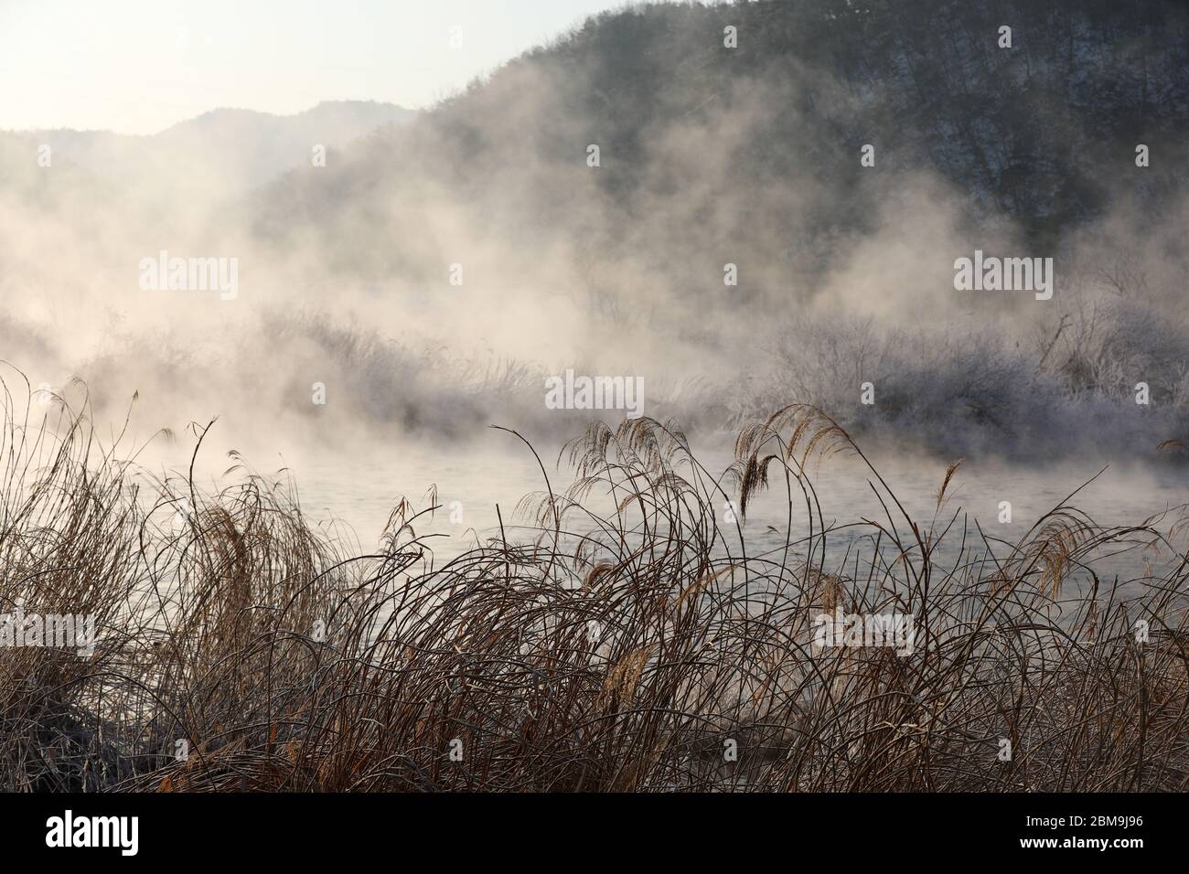 Misty mattina invernale con canne e acqua. Chuncheon City, Corea Foto Stock