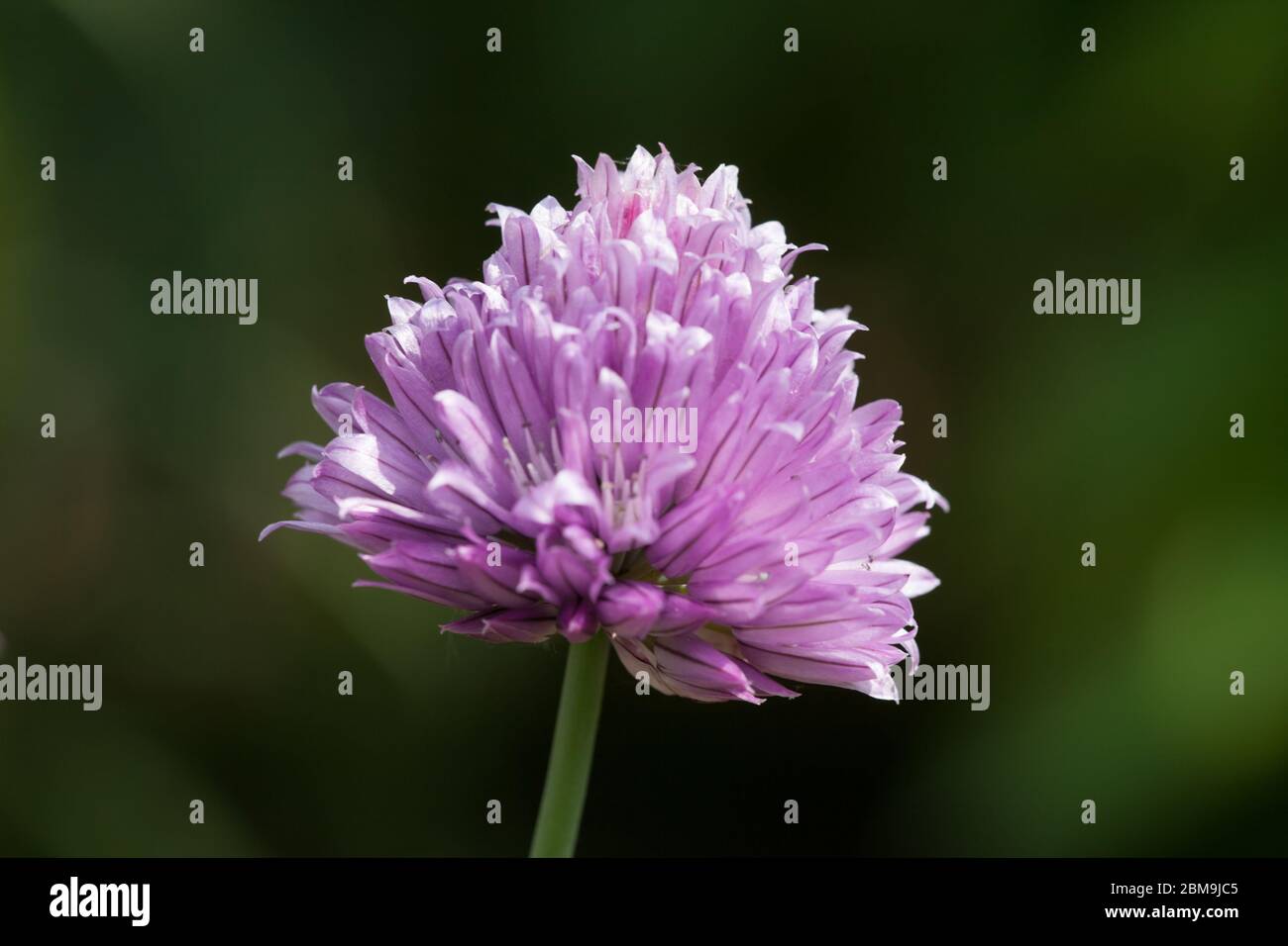 Erba cipollina blossoms con sfondo verde e le ombre Foto Stock