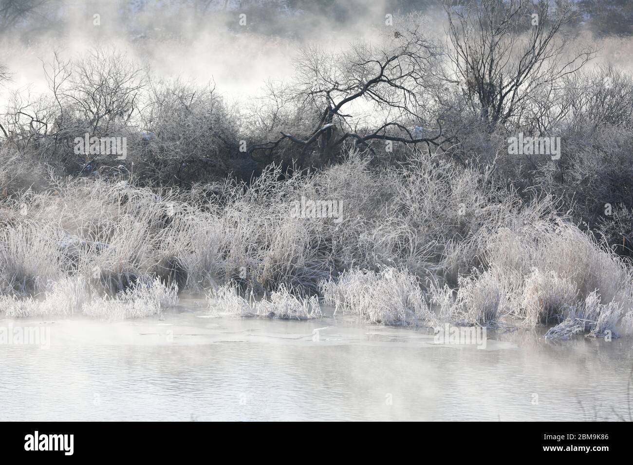 Alberi e canne sono ricoperti di neve, e il fiume ha nebbia d'acqua. Fiume Soyang, Chuncheon City, Corea Foto Stock