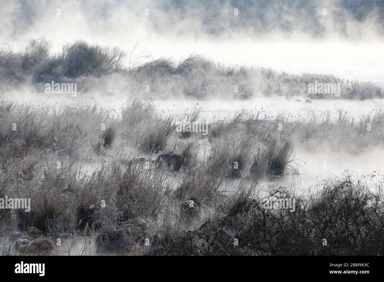 Alberi e canne sono ricoperti di neve, e il fiume ha nebbia d'acqua. Fiume Soyang, Chuncheon City, Corea Foto Stock