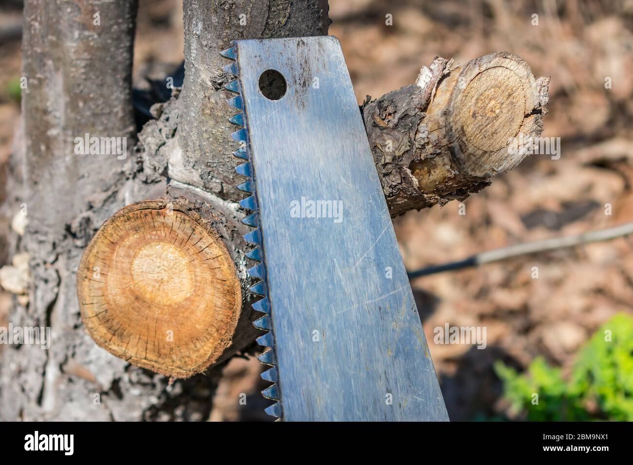 Tagliente di primo piano di una sega che sta vicino ad un albero con rami tagliati Foto Stock
