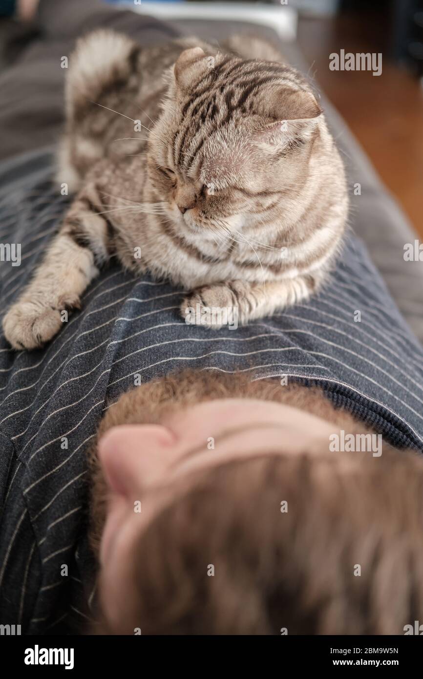 Il gatto, la Fold scozzese, si trova sul petto del suo padrone addormentato, su uno sfondo sfocato. Foto Stock