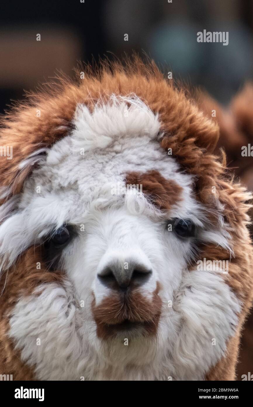 Peli di pelliccia marrone alpaca in un prato verde, primo piano della testa. Fuoco selettivo sulla testa dell'alpaca, foto della testa. Foto Stock