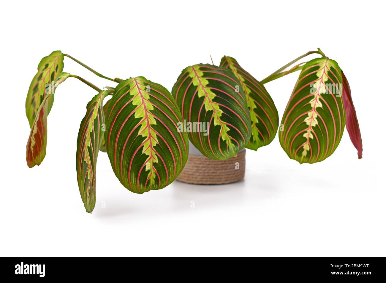 Pianta tropicale 'Marmanta Leuconeura Fascinator' isolata su sfondo bianco Foto Stock