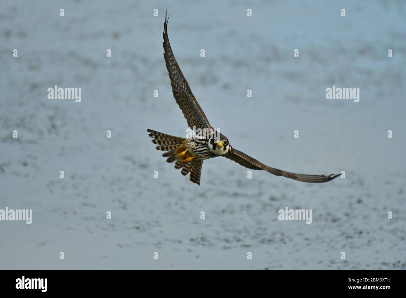 L'hobby eurasiatico Falco subbuteo in volo Foto Stock