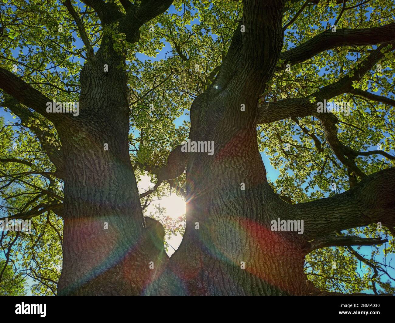 Quercia vecchia in Schleswig-Holstein in Germania Foto Stock