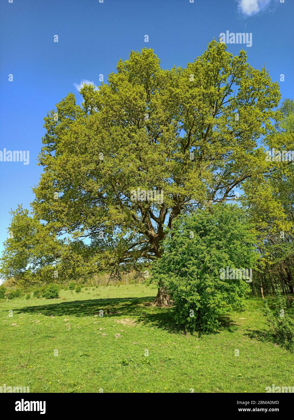 Quercia vecchia in Schleswig-Holstein in Germania Foto Stock