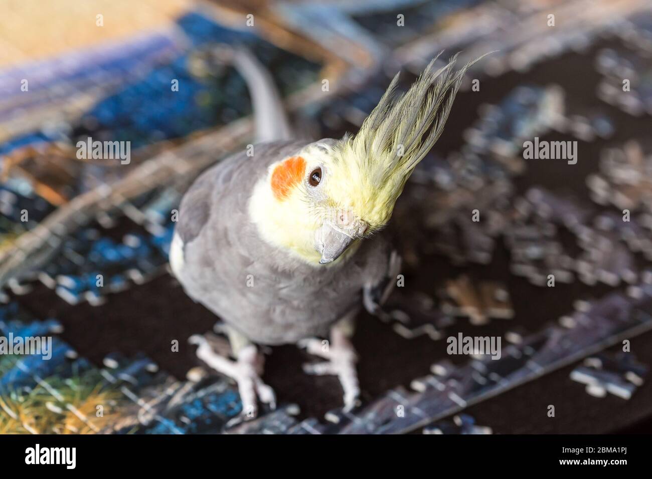 Corella Parrot grigia (Nymphicus hollandicus) seduta sul tavolo. Foto Stock