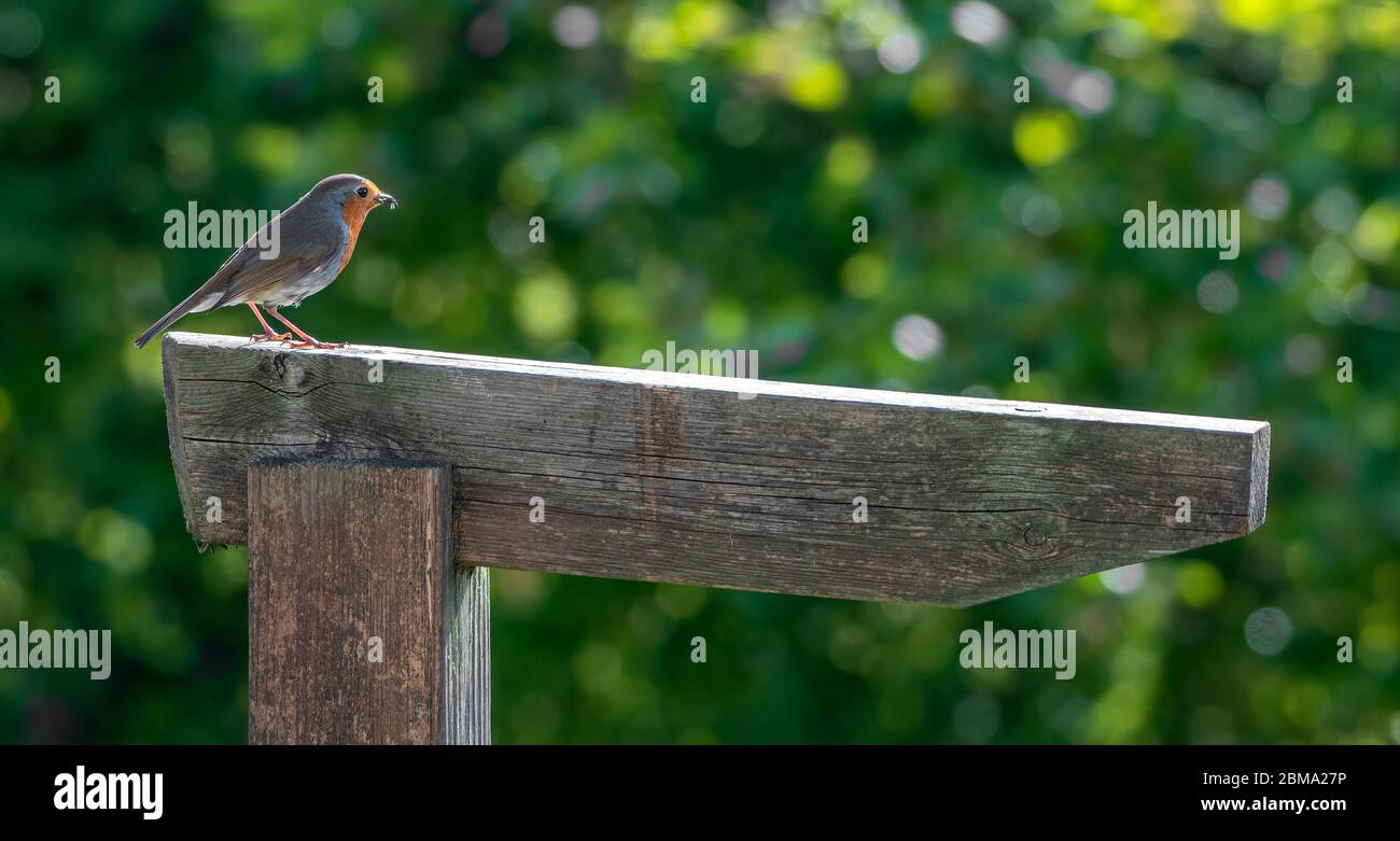 Robin rossastre Erithacus rubecula arroccato su un cartello di legno Foto Stock