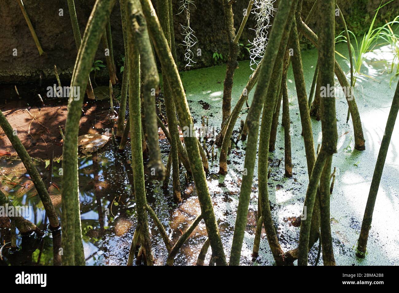 Mangrovie rosse americane, famiglia Rhizophora mangle Foto Stock
