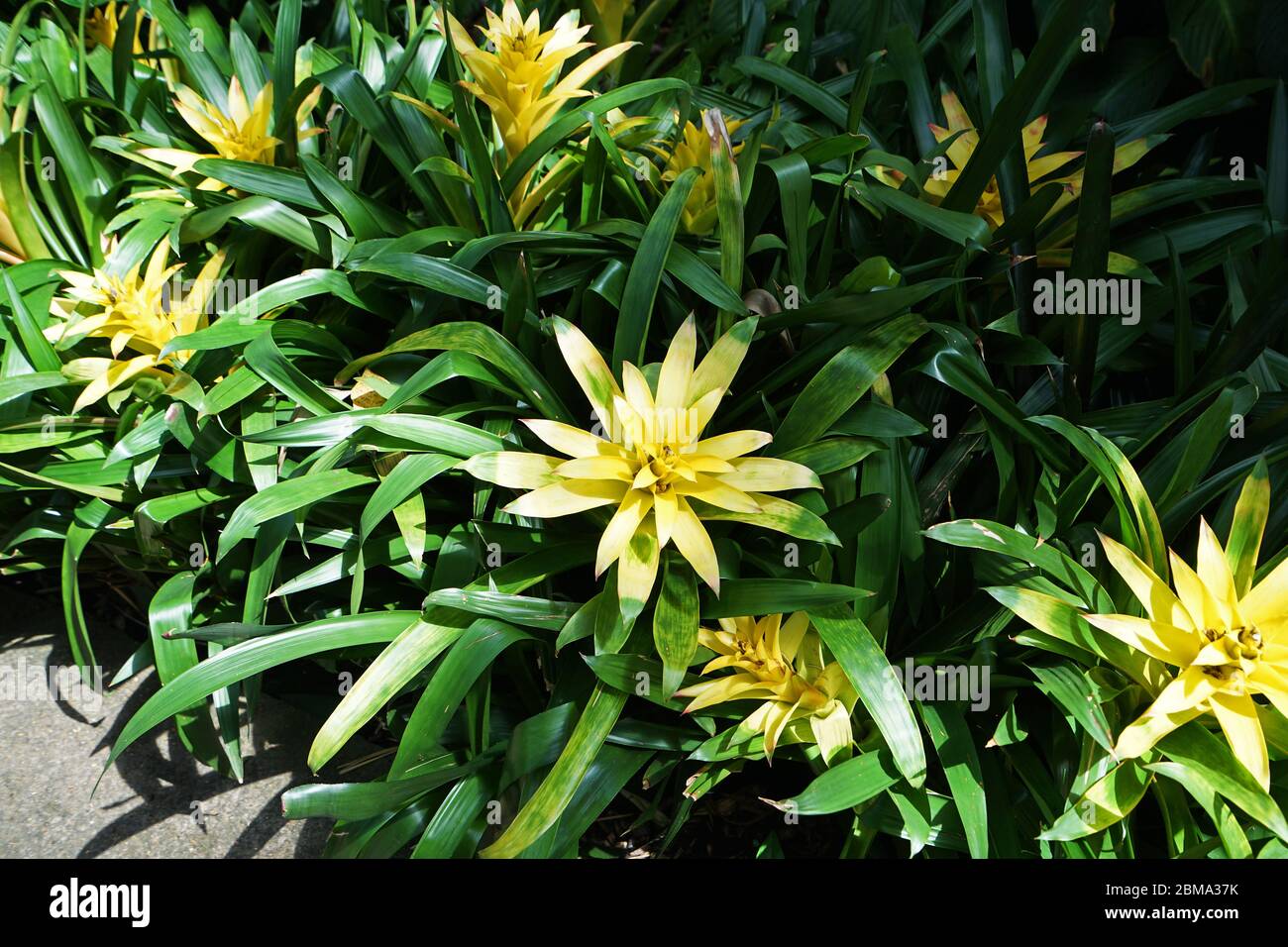 Piante di Bromeliaceae giallo (bromeliadi), piante di fioritura di monocotiledoni che si trovano principalmente nelle Americhe tropicali Foto Stock