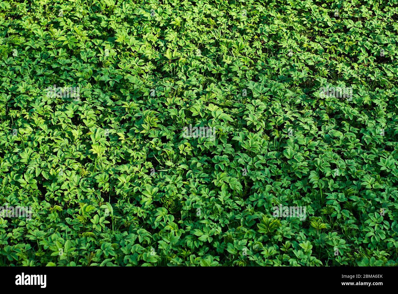 sfondo - foglie verdi succose di giovane erba primavera sul prato Foto Stock