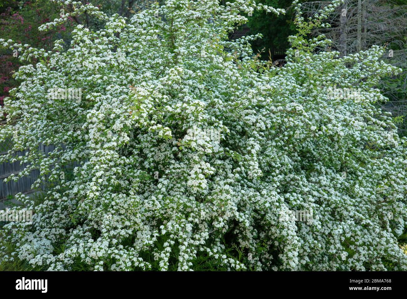 Albero di biancospino in fiore pieno con fiori bianchi nel mese di maggio. Foto Stock