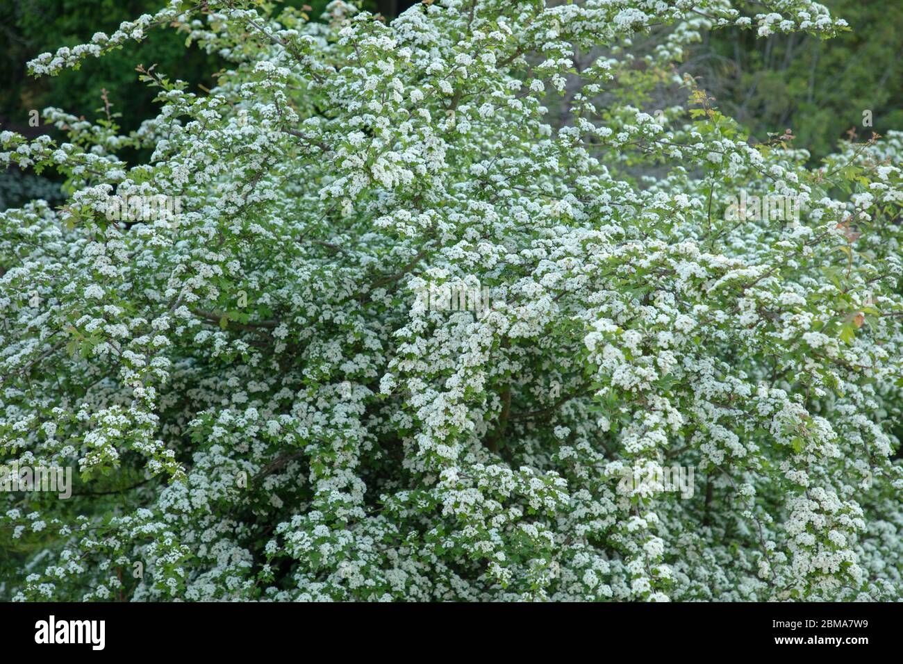 Albero di biancospino in fiore pieno con fiori bianchi nel mese di maggio. Foto Stock