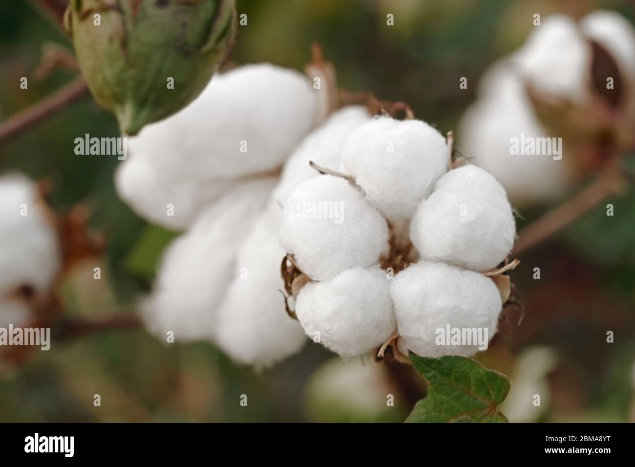primo piano di bull di cotone maturi sul campo Foto Stock