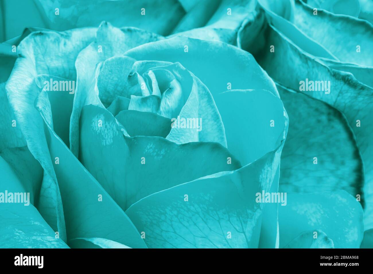 Aqua menthe colore rosa fiore come sfondo. Macro shot Foto Stock