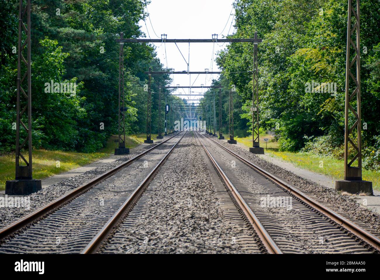 Una moderna ferrovia tra gli alberi Foto Stock