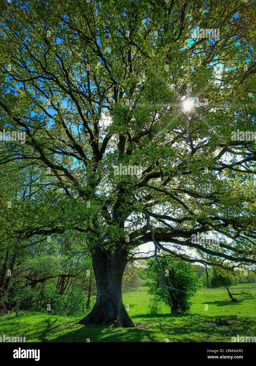 Quercia vecchia in Schleswig-Holstein in Germania Foto Stock