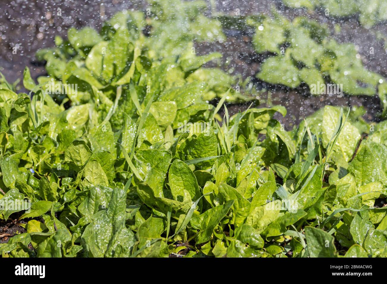 spinaci verdi sotto la pioggia in giardino Foto Stock