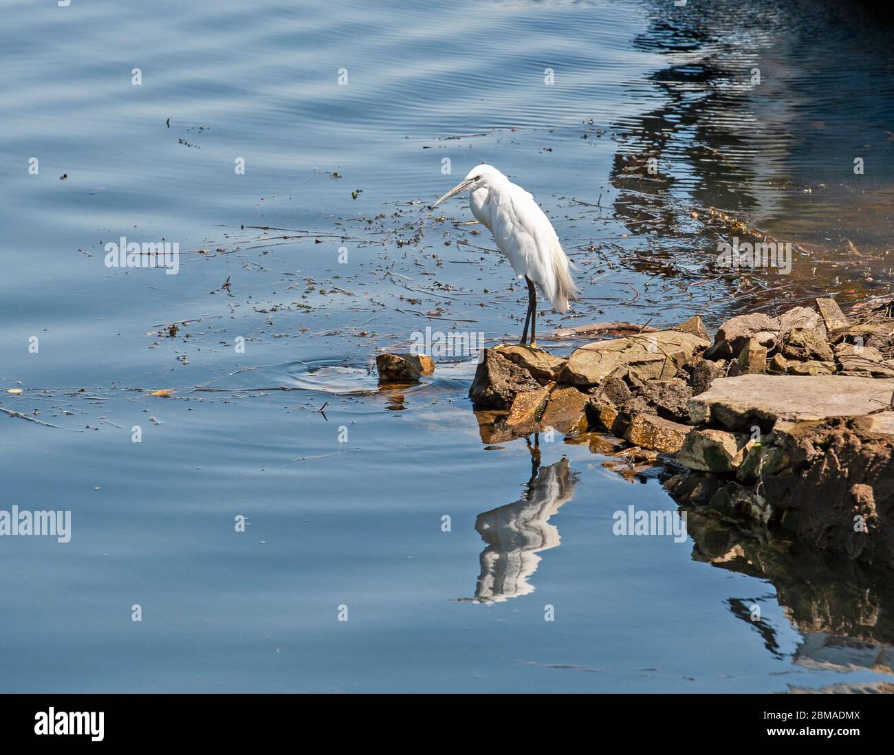 Piccola egretta garzetta uccello selvatico si trovava sulla roccia in acque poco profonde della riva del fiume con riflessione Foto Stock